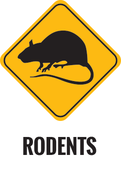 Rodent Control Gold Coast