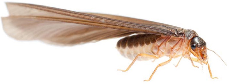 Gold Coast White Ant Control And Eradication