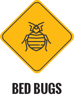 Bed Bugs Control Gold Coast