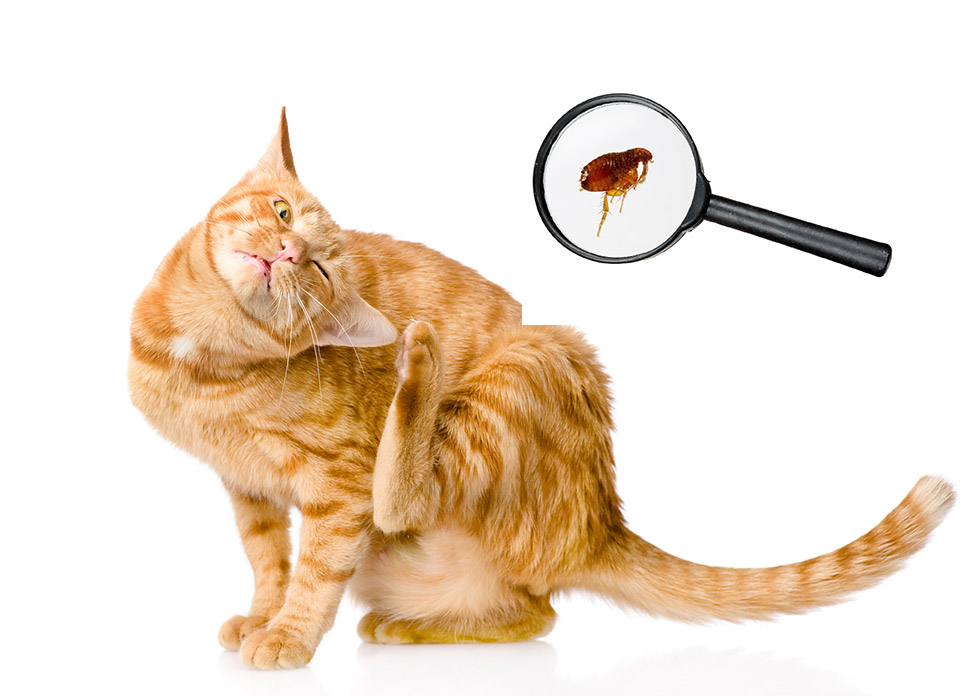 Cat Scrathing Fleas