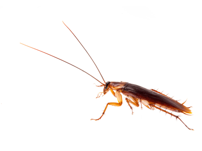 Cockroach Dying