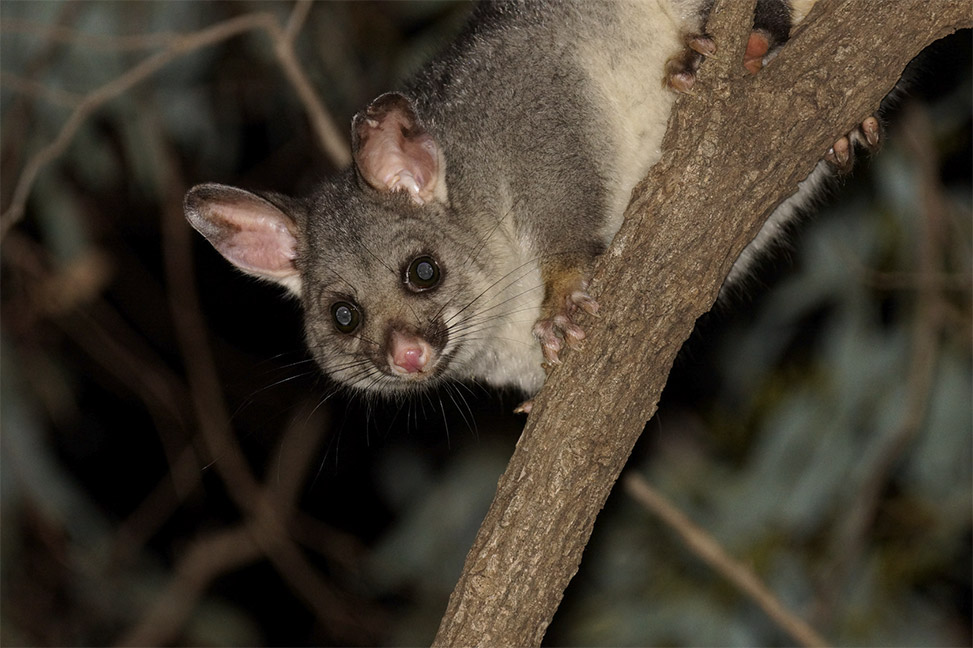 Possums Control Gold Coast