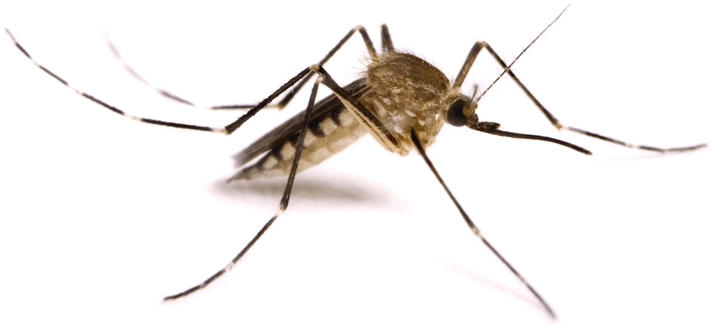 Mosquito Control Gold Coast