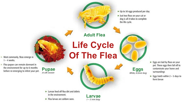 Gold Coast Pest Control for Fleas